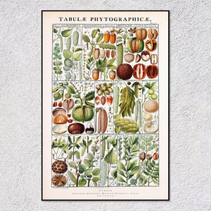Tabulae Phytographica Print – Gessner Botanische Studie – Antikes Botanik Poster – Vintage Pflanzenillustration