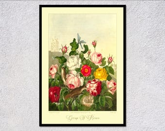Roses Botanical Plate Poster | Vintage flower illustration for botanical decor
