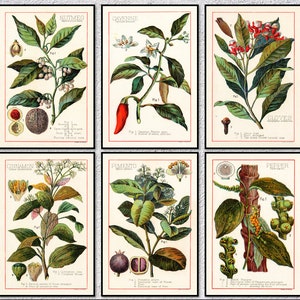 Spice Poster 6er Set | Vintage botanische Reproduktion | Muskatnuss Pfeffer Nelke Pimento Kräuterdruck