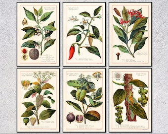 Spice Poster Set of 6 | Vintage Botanical Reproduction | Nutmeg Pepper Clove Pimento Herb Print