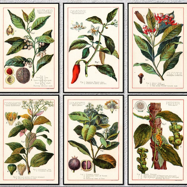 Vintage Spice Posters & Prints | Botanical Print | Spices and Culinary Herbs | Set of 6