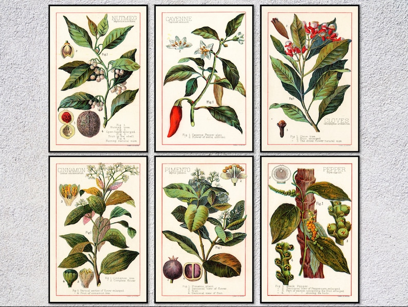 Spices and Culinary Herbs Vintage Spice Posters /& Prints Botanical Print Set of 6