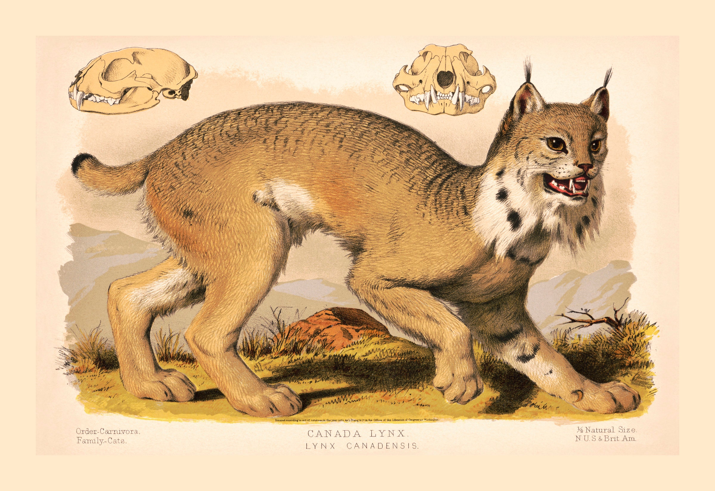 洋書 CLASSIC NATURAL HISTORY PRINTS MAMMALS 洋書 CLASSIC NATURAL HISTORY PRINTS MAMMALS 1922 Vintage