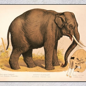Asiatic Elephant Print – Vintage Wildlife Poster – Antique Animal Illustration – Natural History Wall Art