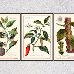 Conjunto de impresiones de especias vintage / Pósteres de nuez moscada y pimienta de cayena / Arte mural botánico para cocina
