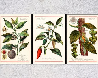 Vintage Spice Prints Set | Nutmeg Cayenne Pepper Posters | Botanical Kitchen Wall Art