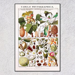 Lámina botánica antigua: Tabulae Phytographicae de Gessner: ilustración de flores antiguas: historia natural
