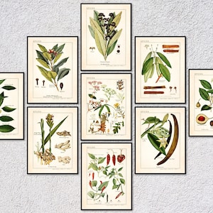 Láminas vintage de hierbas / Pósteres de especias botánicas / Arte mural culinario de cocina (década de 1940)