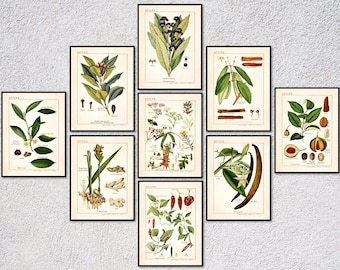 Vintage Herb Print Set | Botanical Spice Posters | Culinary Kitchen Wall Art – 1940s