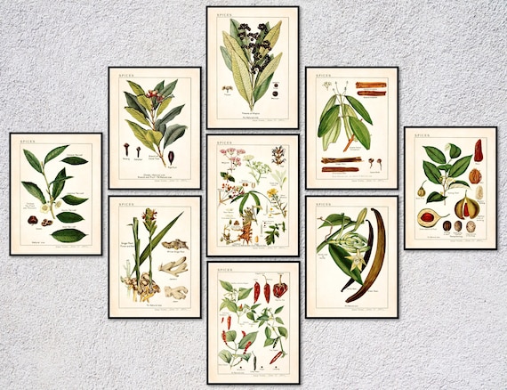 Vintage Herb Print Set | Botanical Spice Posters | Culinary
