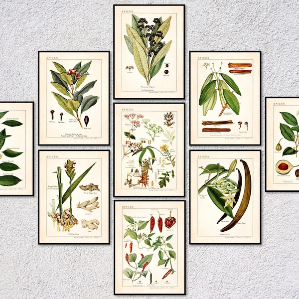 Vintage Spice Posters | Vintage botanical herb prints | Spices and Culinary Herbs | Set of 9