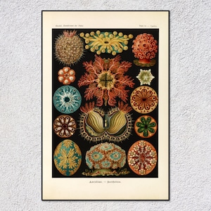 May include: A vintage scientific illustration of various types of sea creatures, including starfish, sea urchins, and other marine life. The illustration is in a detailed, realistic style and features a variety of colors, including red, orange, yellow, green, and blue.