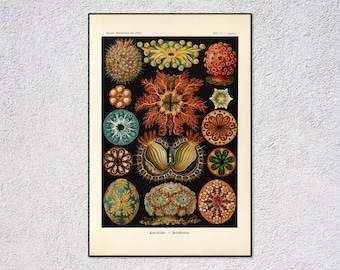 Ascidiae Print | Vintage Marine Biology Art | Antique Tunicate Illustration | Ocean Science Wall Decor