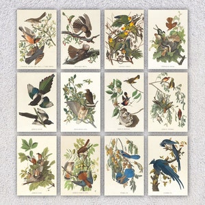 Lot de 12 cartes postales vintage d'oiseaux - Une belle collection de cartes postales d'oiseaux variés - 10 x 15 cm ou 10 x 15 cm - 12,5 x 17,5 cm