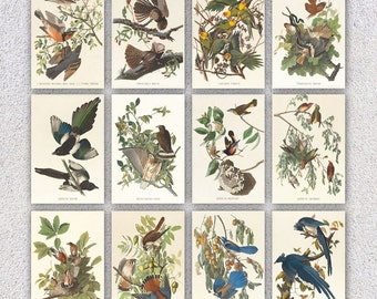 Set of 12 Vintage Bird Postcards - A nice collection postcards of various birds - 4" X 6" or 10 X 15 cm - 5" X 7" or 12.5 X 17.5 cm