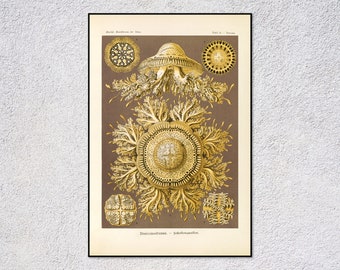 Discomedusae Print | Vintage Jellyfish Illustration | Antique Marine Biology Art | Ocean Science Poster