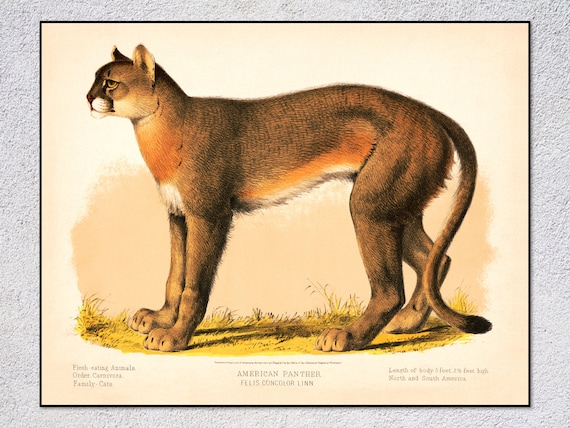 Cougar Poster Vintage Wildlife Wall Art | Animal Poster Print