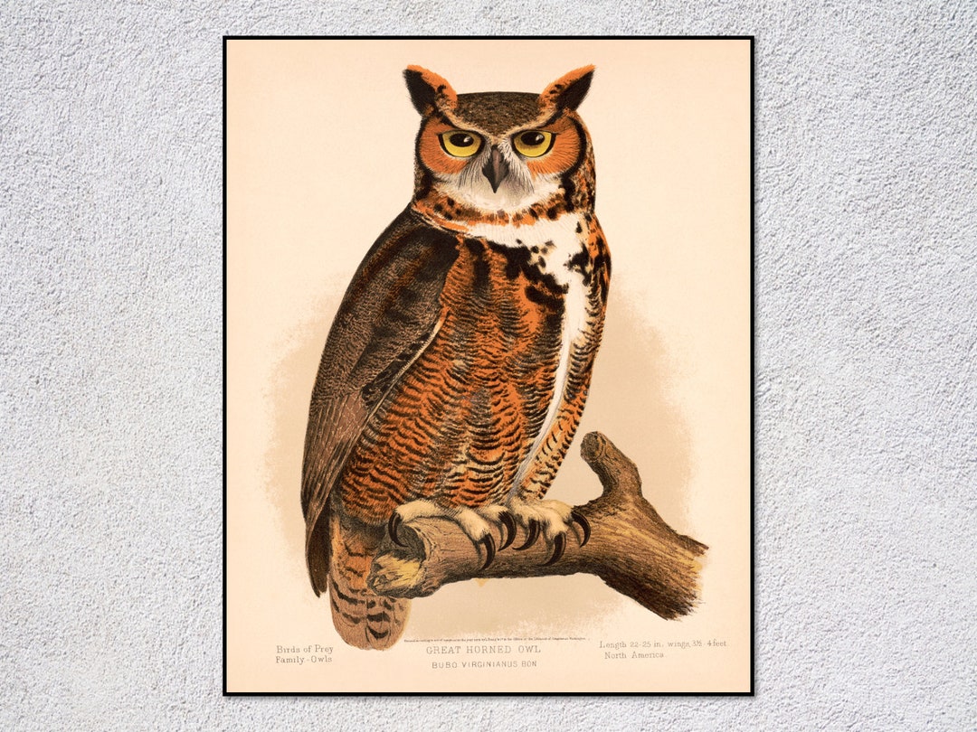 Vintage Horned Owl Print | Restored Ornithology Art - Etsy