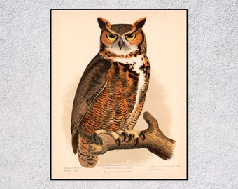 Vintage Horned Owl Print | Restored Ornithology Art