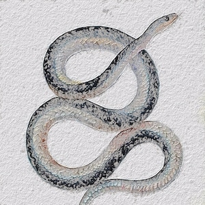Snake Art Print, Snake Art, Art Print, Wildlife Animal Art, Gift, Snake Painting, Snake, Snake Illustration
