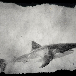Shark Art Print, Shark Art, Art Print, Wildlife Animal Art, Gift, Shark Painting, Great White Shark, Shark Illustration