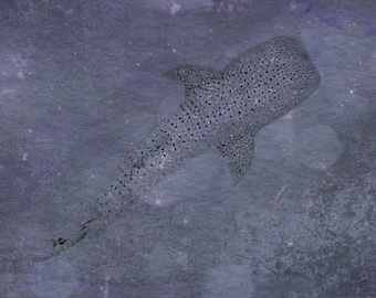 Whale Shark Art Print, Shark Art, Art Print, Whale Shark Art, Shark Painting, Whale Shark, Giclee Print