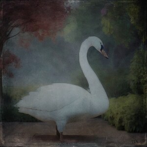 Swan Art Print, Bird Art, Art Print, Swan Art, Swan, Bird Painting, Hand Made Art, Swan Print, Giclee