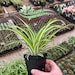 see more listings in the Houseplants section