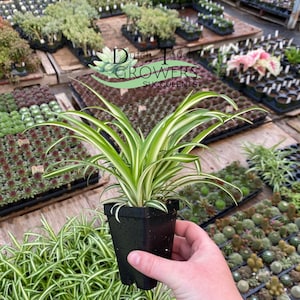 Spider Plant Live Rooted Houseplant image 1