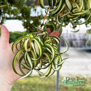 Spider Plant Live Rooted Houseplant image 10