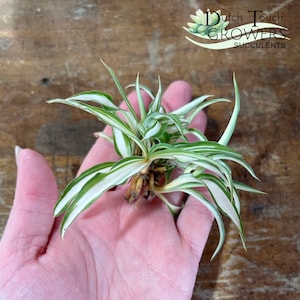 Spider Plant Live Rooted Houseplant image 4
