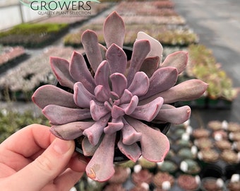 Echeveria Lilac Spoons | Live Rooted Succulent