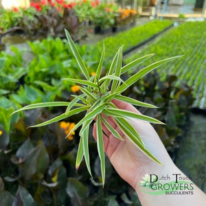 Spider Plant Live Rooted Houseplant image 8