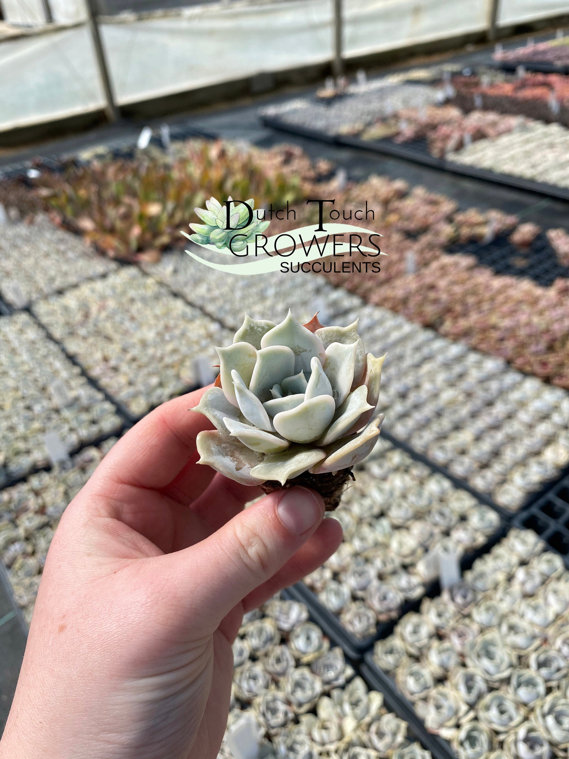 Live Rooted-Echeveria Lilacina  2" Pot Succulent Looks Like A Lotus Flower 