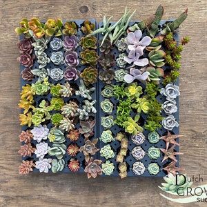 Assorted Live Rooted Succulent Plugs | Great for Baby Showers, Wedding Favors, Company Gifts, etc.