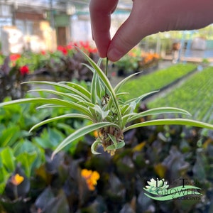 Spider Plant Live Rooted Houseplant image 6