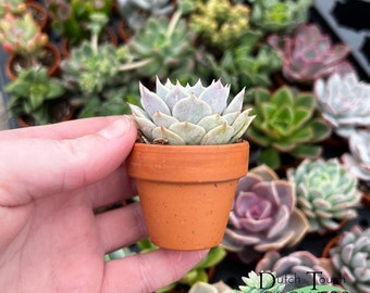 Assorted Succulent | 1.5" Clay Pots