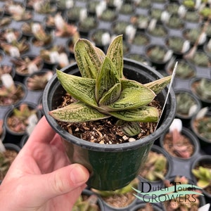 Gasteria Little Warty | Live Rooted Succulent