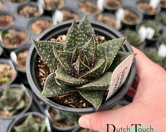 Gasteria Limpopo | Live Rooted Succulents