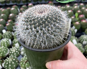 Mammillaria Hahniana | Live Rooted Cactus