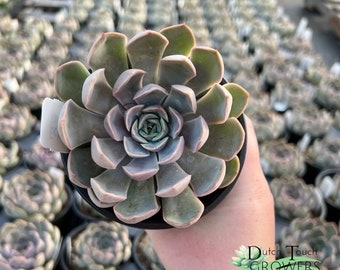 Echeveria Jasirii | Live Rooted Succulent