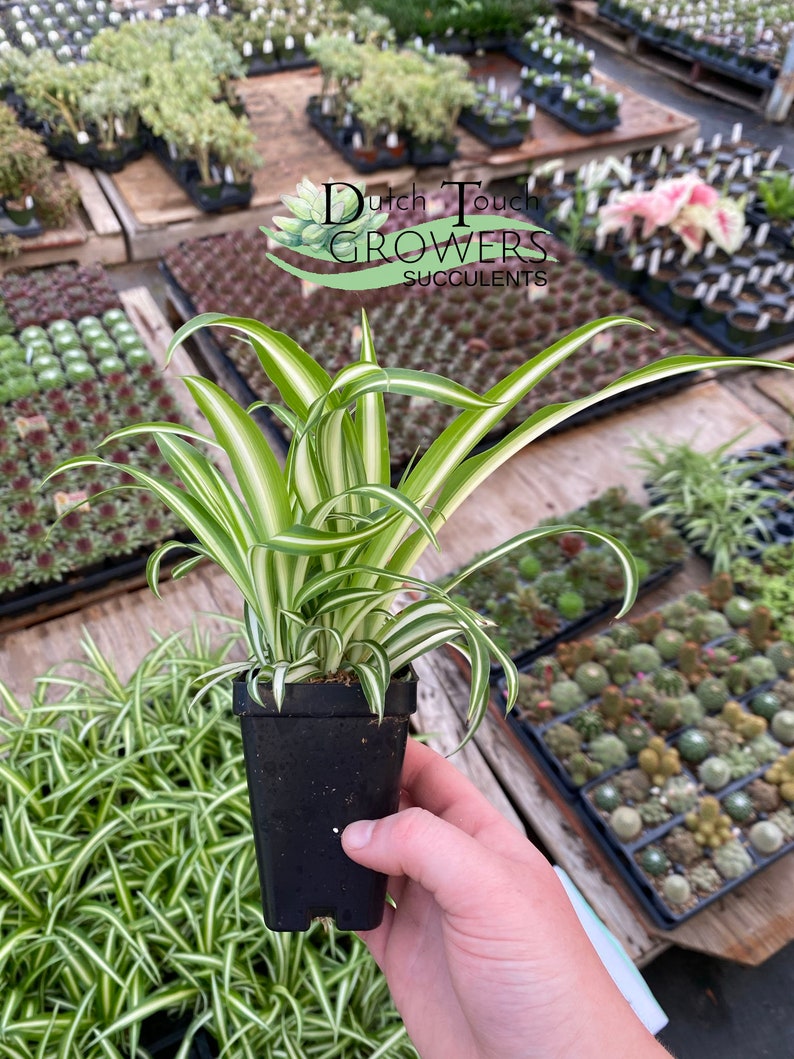 Spider Plant Live Rooted Houseplant image 2