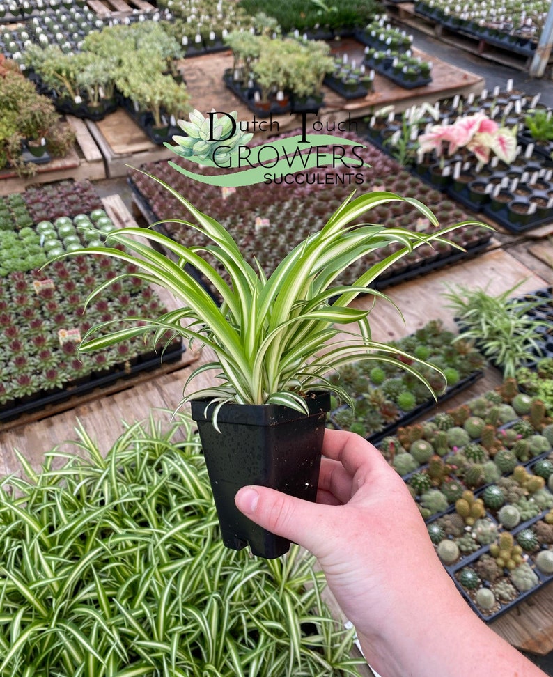 Spider Plant Live Rooted Houseplant image 1