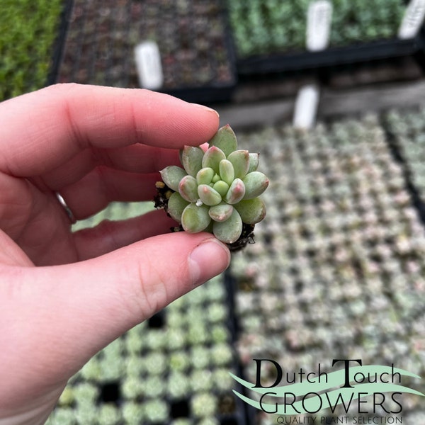 Mini Assorted Succulent Plugs | Live Rooted Succulents