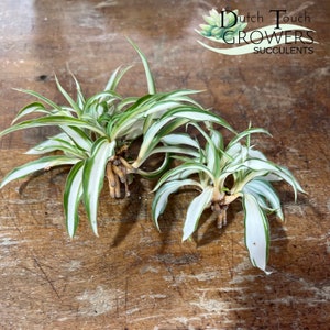 Spider Plant Live Rooted Houseplant image 5