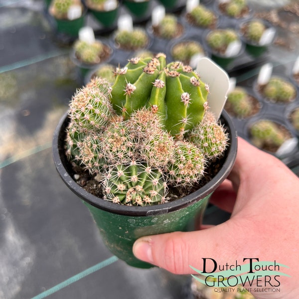 Echinopsis Eyriesii | Live Rooted Cactus