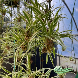 Spider Plant Live Rooted Houseplant image 9