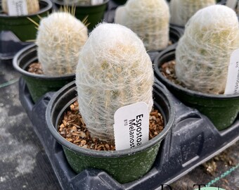 Espostoa Melanostele | Live Rooted Cactus