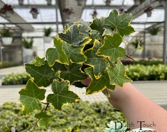 Hedera Helix Goldchild | Live Rooted Annual