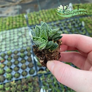 Gasteria Liliputana | Live Rooted Succulent